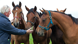 Lisbeg Farm